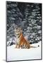 Tiger Sniffing Air, in Snow, at Edge of Evergreen Forest in Falling Snow-Lynn M^ Stone-Mounted Photographic Print