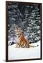 Tiger Sniffing Air, in Snow, at Edge of Evergreen Forest in Falling Snow-Lynn M^ Stone-Framed Photographic Print