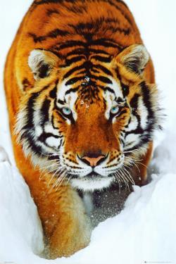 Tiger Posters At AllPosters Tiger Posters At AllPosters