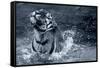 Tiger Splash-Gordon Semmens-Framed Stretched Canvas