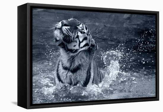 Tiger Splash-Gordon Semmens-Framed Stretched Canvas