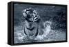 Tiger Splash-Gordon Semmens-Framed Stretched Canvas