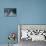 Tiger Splash-Gordon Semmens-Stretched Canvas displayed on a wall