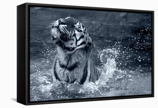 Tiger Splash-Gordon Semmens-Framed Stretched Canvas