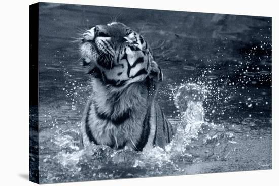 Tiger Splash-Gordon Semmens-Stretched Canvas