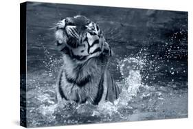 Tiger Splash-Gordon Semmens-Stretched Canvas