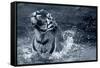 Tiger Splash-Gordon Semmens-Framed Stretched Canvas