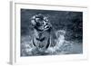 Tiger Splash-Gordon Semmens-Framed Photographic Print