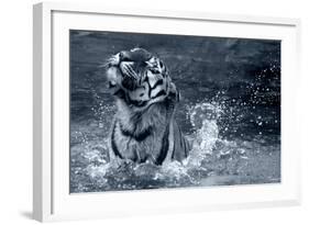 Tiger Splash-Gordon Semmens-Framed Photographic Print