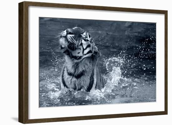 Tiger Splash-Gordon Semmens-Framed Photographic Print