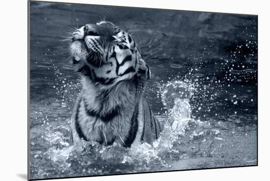 Tiger Splash-Gordon Semmens-Mounted Photographic Print