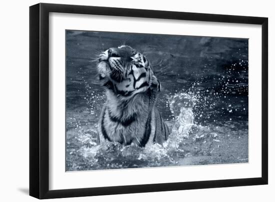 Tiger Splash-Gordon Semmens-Framed Photographic Print