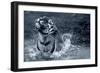 Tiger Splash-Gordon Semmens-Framed Photographic Print