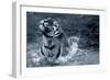 Tiger Splash-Gordon Semmens-Framed Photographic Print