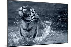 Tiger Splash-Gordon Semmens-Mounted Photographic Print