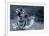 Tiger Splash-Gordon Semmens-Framed Photographic Print