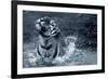 Tiger Splash-Gordon Semmens-Framed Photographic Print