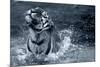 Tiger Splash-Gordon Semmens-Mounted Photographic Print