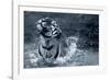 Tiger Splash-Gordon Semmens-Framed Photographic Print