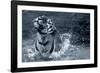 Tiger Splash-Gordon Semmens-Framed Photographic Print