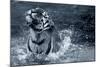 Tiger Splash-Gordon Semmens-Mounted Photographic Print