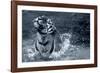 Tiger Splash-Gordon Semmens-Framed Photographic Print