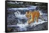 Tiger Stepping Carefully Through Pool in Rocky Stream-Lynn M^ Stone-Framed Stretched Canvas