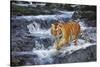 Tiger Stepping Carefully Through Pool in Rocky Stream-Lynn M^ Stone-Stretched Canvas