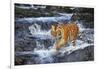 Tiger Stepping Carefully Through Pool in Rocky Stream-Lynn M^ Stone-Framed Photographic Print