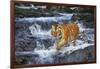 Tiger Stepping Carefully Through Pool in Rocky Stream-Lynn M^ Stone-Framed Photographic Print