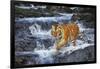 Tiger Stepping Carefully Through Pool in Rocky Stream-Lynn M^ Stone-Framed Photographic Print