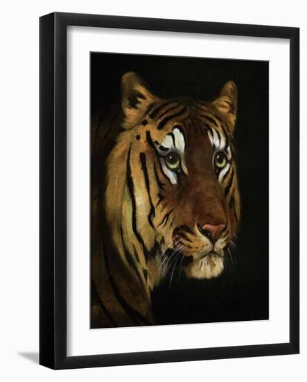 Tiger Study, 1908-1909-null-Framed Giclee Print