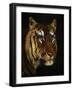 Tiger Study, 1908-1909-null-Framed Giclee Print