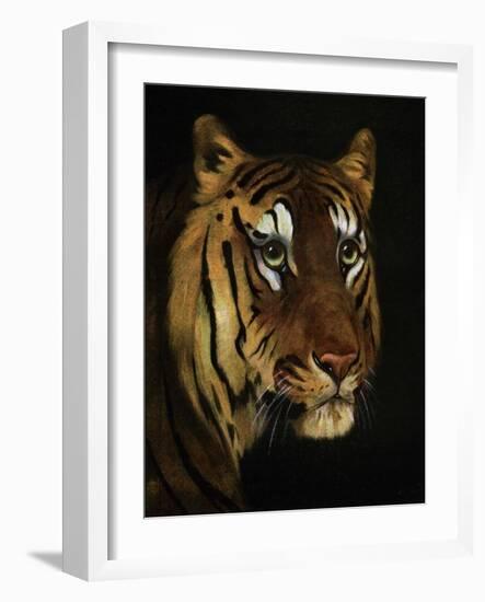 Tiger Study, 1908-1909-null-Framed Giclee Print