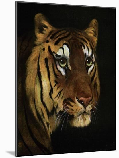 Tiger Study, 1908-1909-null-Mounted Giclee Print