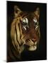 Tiger Study, 1908-1909-null-Mounted Giclee Print