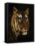Tiger Study, 1908-1909-null-Framed Stretched Canvas
