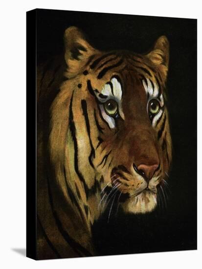 Tiger Study, 1908-1909-null-Stretched Canvas