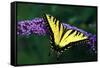 Tiger Swallowtail Butterfly On Blooming Purple Flower-Panoramic Images-Framed Stretched Canvas