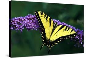 Tiger Swallowtail Butterfly On Blooming Purple Flower-Panoramic Images-Stretched Canvas