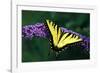 Tiger Swallowtail Butterfly On Blooming Purple Flower-Panoramic Images-Framed Photographic Print