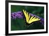 Tiger Swallowtail Butterfly On Blooming Purple Flower-Panoramic Images-Framed Photographic Print