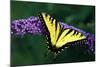 Tiger Swallowtail Butterfly On Blooming Purple Flower-Panoramic Images-Mounted Photographic Print