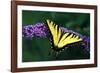 Tiger Swallowtail Butterfly On Blooming Purple Flower-Panoramic Images-Framed Photographic Print