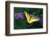 Tiger Swallowtail Butterfly On Blooming Purple Flower-Panoramic Images-Framed Photographic Print