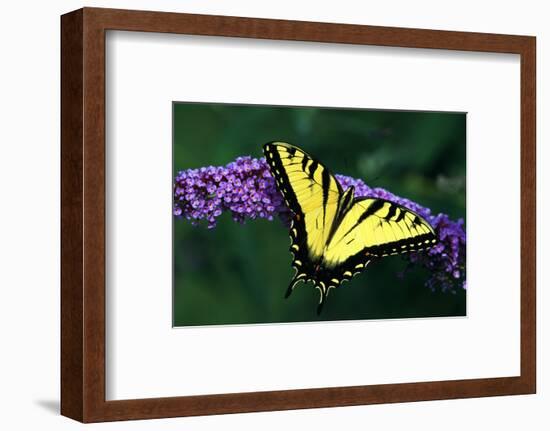 Tiger Swallowtail Butterfly On Blooming Purple Flower-Panoramic Images-Framed Photographic Print