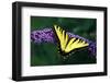 Tiger Swallowtail Butterfly On Blooming Purple Flower-Panoramic Images-Framed Photographic Print