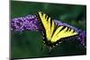 Tiger Swallowtail Butterfly On Blooming Purple Flower-Panoramic Images-Mounted Photographic Print