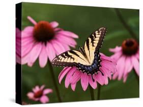 Tiger Swallowtail Butterfly on Purple Coneflower, Kentucky, USA-Adam Jones-Stretched Canvas