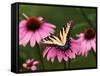 Tiger Swallowtail Butterfly on Purple Coneflower, Kentucky, USA-Adam Jones-Framed Stretched Canvas